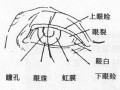 五官素描图解